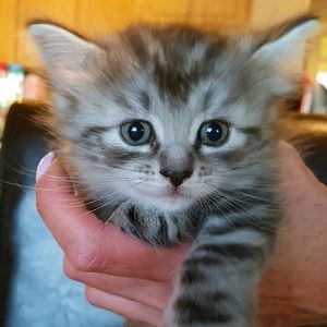 Meet your Posher, Cf